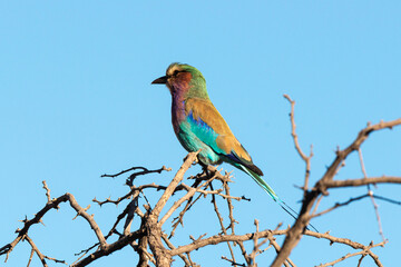 Rollier à longs brins,. Coracias caudatus, Lilac breasted Roller