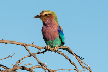 Rollier à longs brins,. Coracias caudatus, Lilac breasted Roller