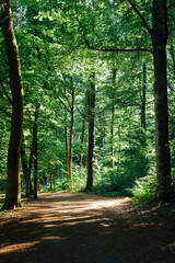 Obraz premium Un chemin dans une forêt. Un sentier dans les bois. Une route au milieu des bois. Une forêt en France. Une forêt en été.