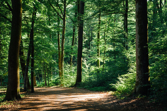 Un chemin dans une forêt. Un sentier dans les bois. Une route au milieu des bois. Une forêt en France. Une forêt en été.