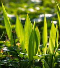 Large green grassy leaves in nature.