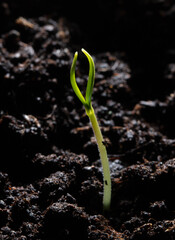 A small sprout of bell pepper sprouts in the ground.