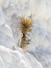 The plant grows in white volcanic rock.