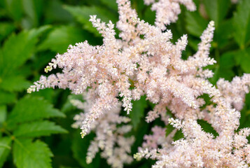 Beautiful purple flowers in the park.