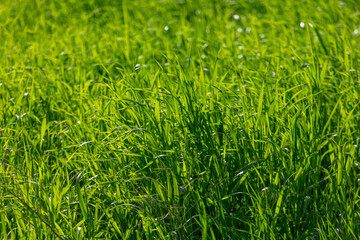Lush green grass in nature