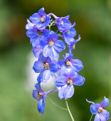Fototapeta na wymiar Beautiful blue flower in the park.
