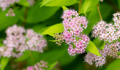 Beautiful purple flowers in the park.