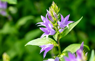 Beautiful purple bluebell flower in the park.