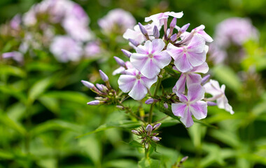 Beautiful purple flowers in the park.