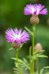 Beautiful purple flowers in the park.