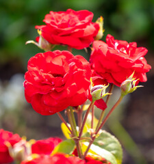 Beautiful red rose in the park.