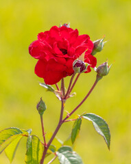 Beautiful red rose in the park.