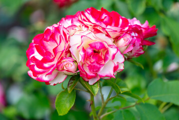 Beautiful decorative rose in the park.