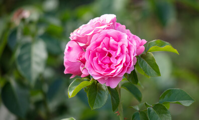 Beautiful decorative rose in the park.