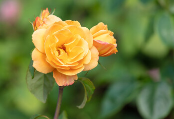 Beautiful yellow rose in the park. Close-up