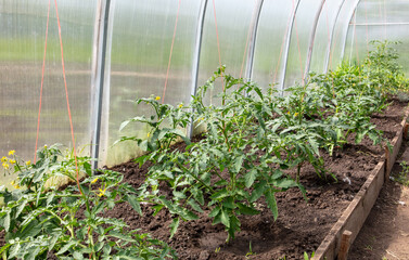 Green tomato plants in a greenhouse.
