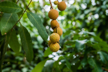 Longan bunch on longan tree,Longan orchards in Thailand.