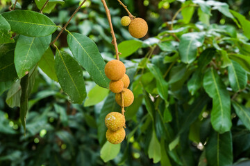 Longan bunch on longan tree,Longan orchards in chiang mai Thailand.