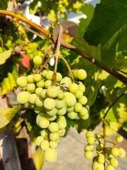 grapes on vine