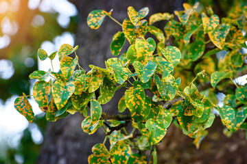 Pear tree disease, rust spots on leaves, fungal infection. Gymnosporangium sabinae, trellis rust of pear on green leaves. European pear rust fungal pathogen or pear trellis rust. Infected gruit tree
