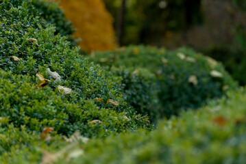 Garden Design Element of Spherically Formed Boxwood Bush. Boxtree Shrub in a English Garden.