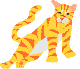 Fototapeta na wymiar the lovely yellow and orange striped cat a half of stand front legs and lie on rear legs.
