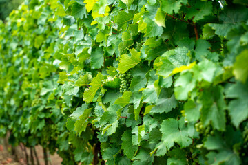Fototapeta premium Green grapes in vineyard