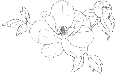 Obraz premium doodle line art peony flower bouquet elements