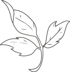 doodle line art peony flower elements
