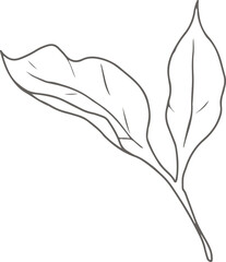 doodle line art peony flower elements