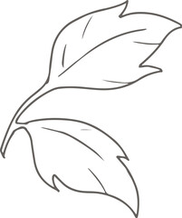 doodle line art peony flower elements