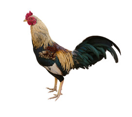 rooster isolated