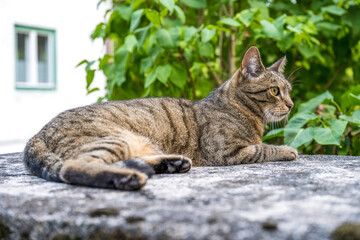 aufmerksame Katze liegt entspannt auf Beton un beobachtet