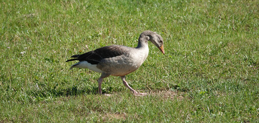Obraz na płótnie Canvas A lonely greylag goose walking over a meadow