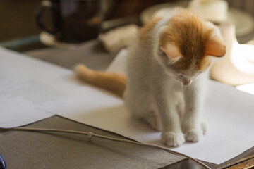 Cute red and white kitten sitting on a sheets on the work table. Home office and self-education concept.