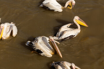 Pelicans in Djoudi national park
