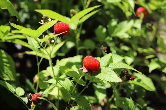 Rubus illecebrosus. Common names balloon berry, strawberry raspberry.