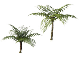 Tropical plants on a transparent background