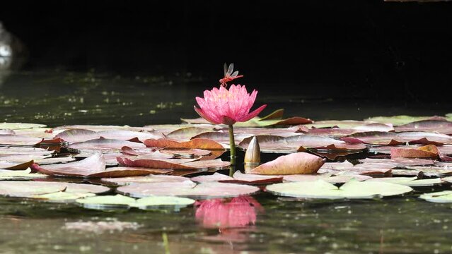 Beautiful red waterlily in peaceful pond with nice reflection, red dragonfly flying on it, 4k slow motion footage.