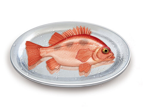 s&eacute;baste, poisson, plateau, p&ecirc;che, aliment, frais, fruits de mer, mer, animal, ailette, sain, queue, fond blanc, argent, attraper, repas, cuisiner, plat, viande, fra&icirc;cheur