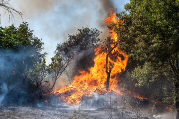 Feu de broussaille