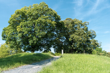 京都・平安京・西寺跡