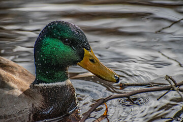 duck on the water