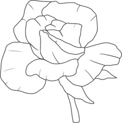 doodle line art rose flower bouquet elements