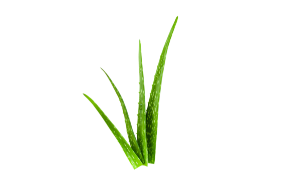 Aloe leaf and water droplets on leaves isolated on white background.
