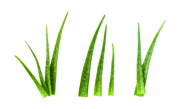 Aloe leaf and water droplets on leaves isolated on white background.