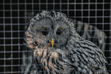 great grey owl