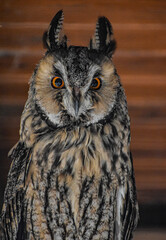 great horned owl