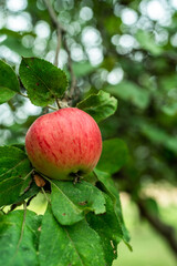 Red apple fruit on tree in orchard, organic produce