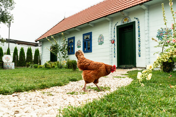 Chicken hen roam free in rural village in Zalipie, Poland